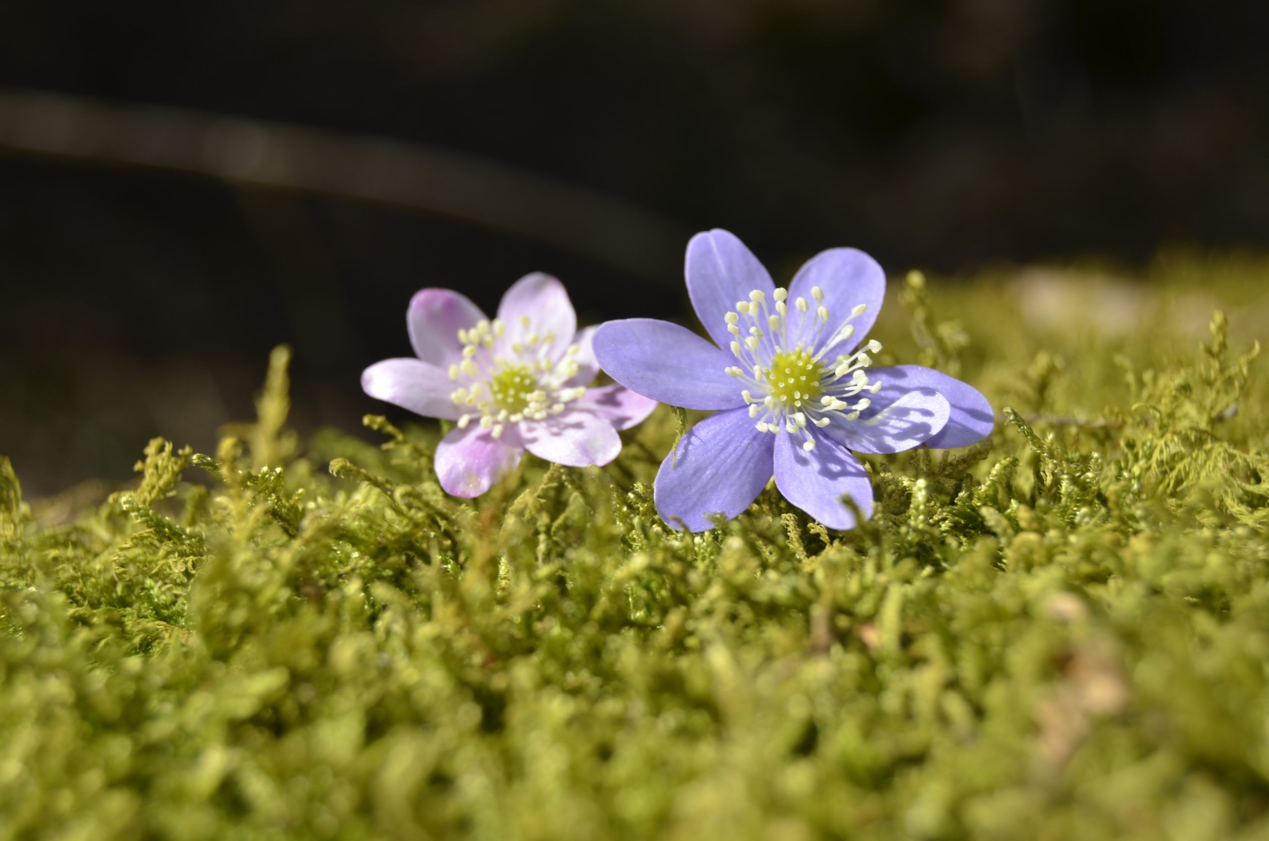 Flores